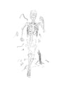 Skeleton Running 